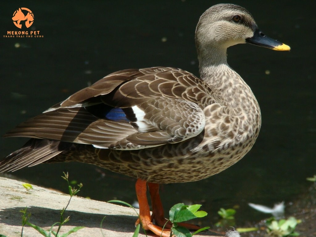 Mua Bán Chim Le Le Giống Chuẩn Chất Lượng Giá Tốt